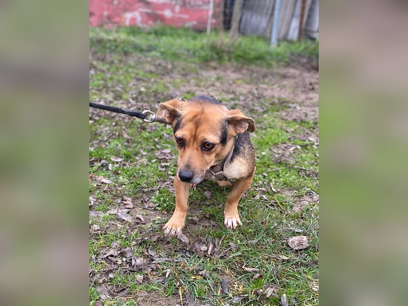Adel - Sanfte Mischlingshündin sucht ihr Für-Immer-Zuhause