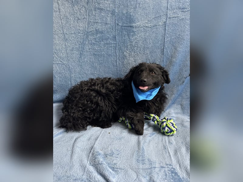 Cosmo (Cooper)- Kleiner Kuschelbär sucht sein Zuhause