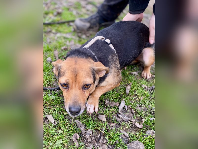 Adel - Sanfte Mischlingshündin sucht ihr Für-Immer-Zuhause