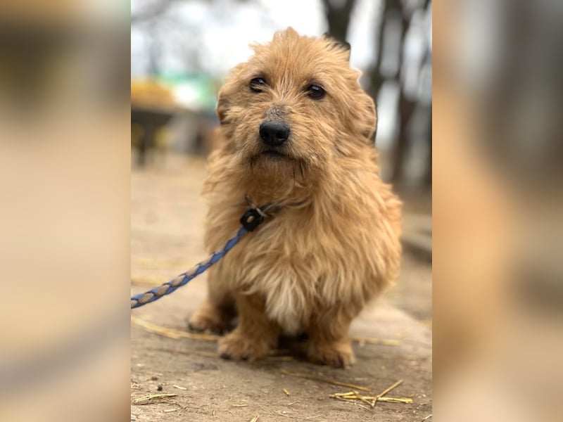 Lino - Sanfter kleiner Begleiter sucht Neuanfang