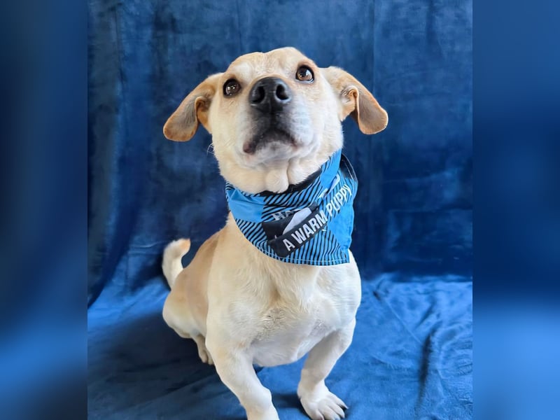 Cedric -Liebevoller Rüde möchte endlich ankommen!