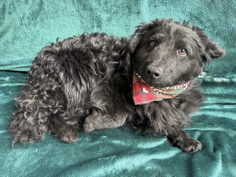 Cosmo (Cooper)- Kleiner Kuschelbär sucht sein Zuhause
