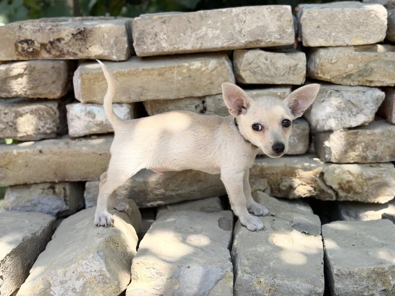 Peanut (Pepsi) Kleiner Peanut sucht großes Familienglück