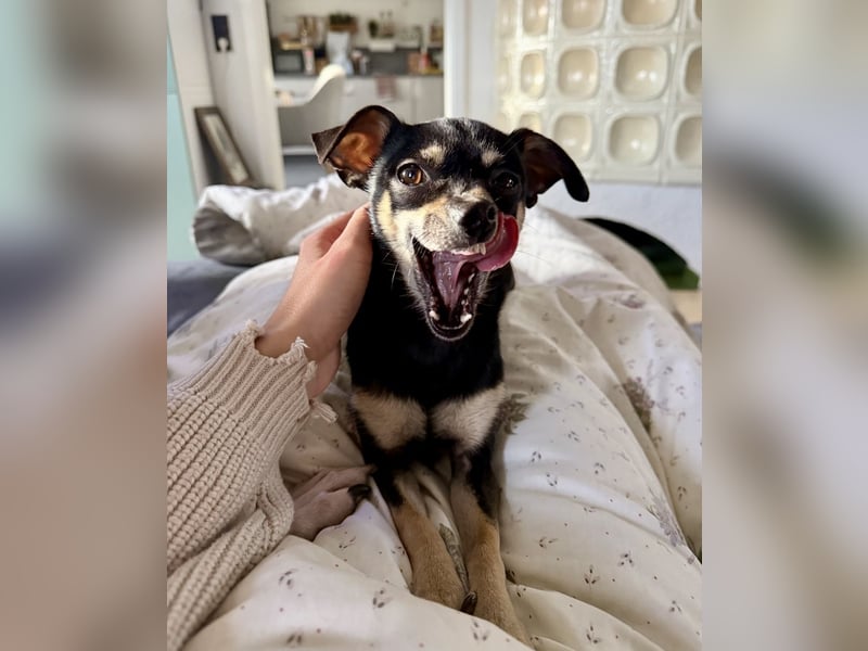 Tammy - Fröhliche kleine Hündin sucht Zuhause