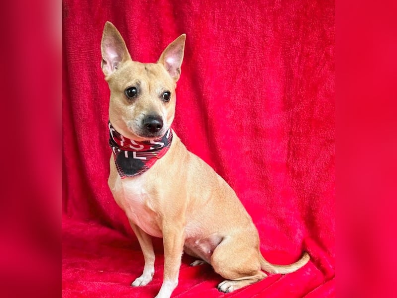 Eponin -Eine zarte Seele sucht ihr Für-immer-Zuhause.