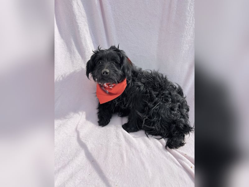 Bozont - Sanfter Schatz sucht geduldiges Zuhause *bald in 71711 Murrr*