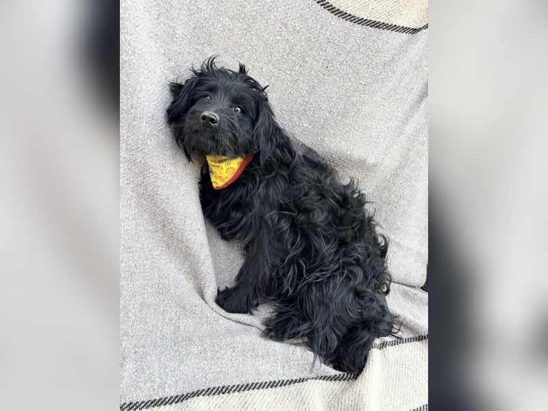 Bozont - Sanfter Schatz sucht geduldiges Zuhause *bald in 71711 Murrr*