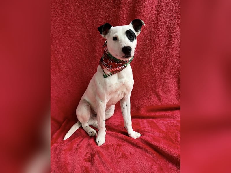 Dylen - fröhlicher kleiner Wirbelwind auf der Suche nach seinem Zuhause