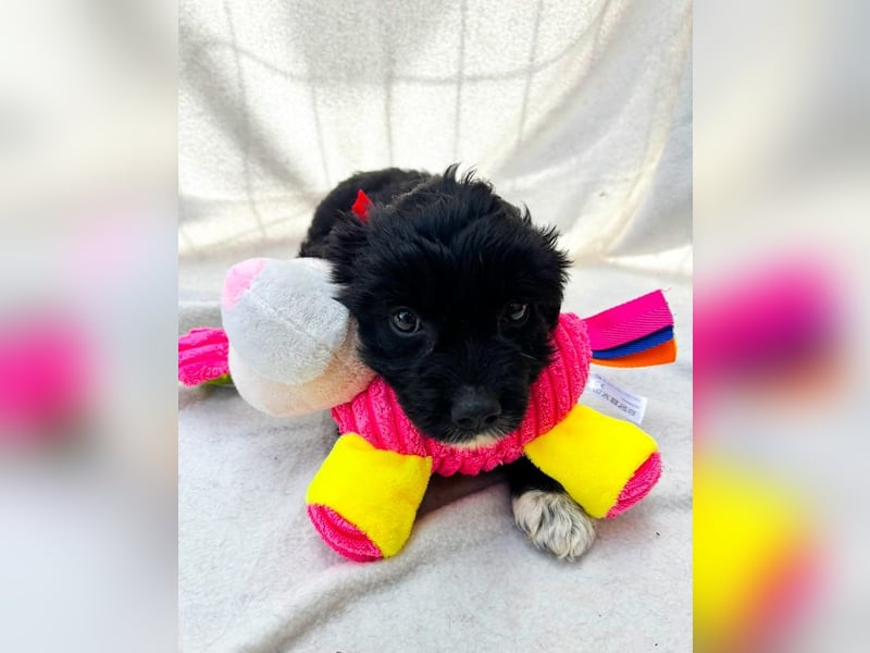 Misty - Fröhliche Misty sucht aktive Menschen fürs gemeinsame Abenteuer