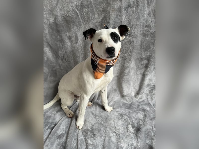 Dylen - fröhlicher kleiner Wirbelwind auf der Suche nach seinem Zuhause