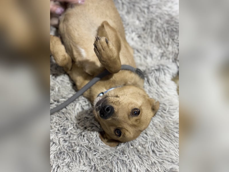 NAZYRA - Verschmuste, aktive Traumhündin