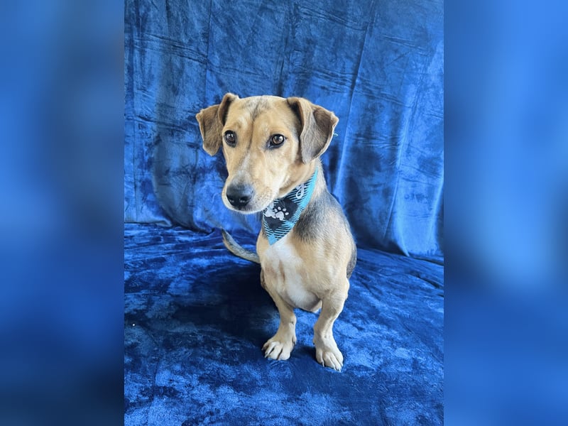 Sebestyen -Freundlicher Begleiter sucht seine Menschen!