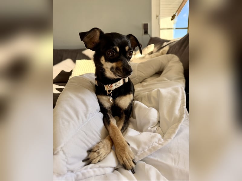 Tammy - Fröhliche kleine Hündin sucht Zuhause