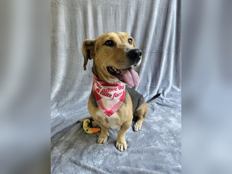 Sebestyen -Freundlicher Begleiter sucht seine Menschen!