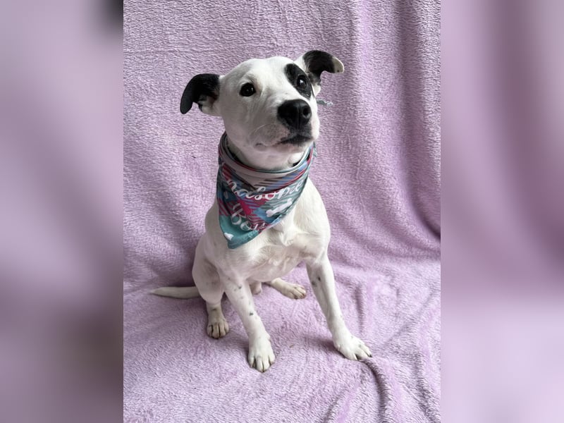 Dylen - fröhlicher kleiner Wirbelwind auf der Suche nach seinem Zuhause