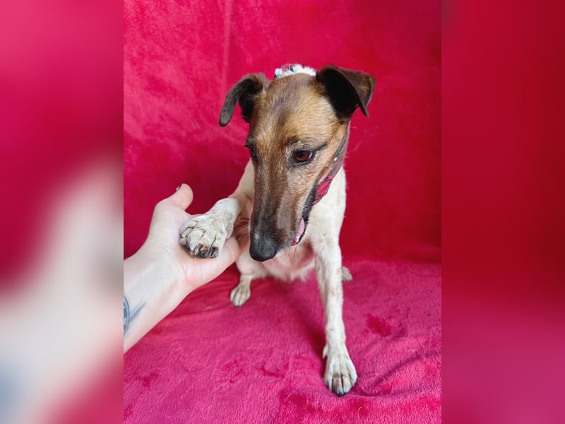 Roxi - Charmante Hundedame sucht ein liebevolles Zuhause!