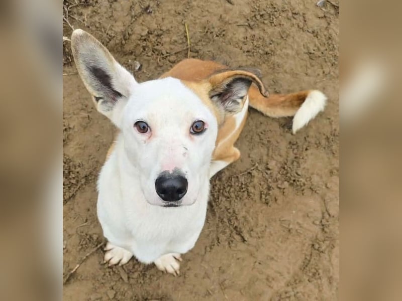 Arminka -Sensibler Begleiter mit großem Herz