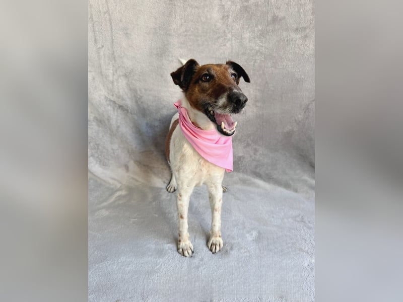 Roxi - Charmante Hundedame sucht ein liebevolles Zuhause!