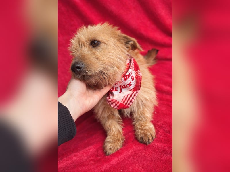 Lino - Sanfter kleiner Begleiter sucht Neuanfang