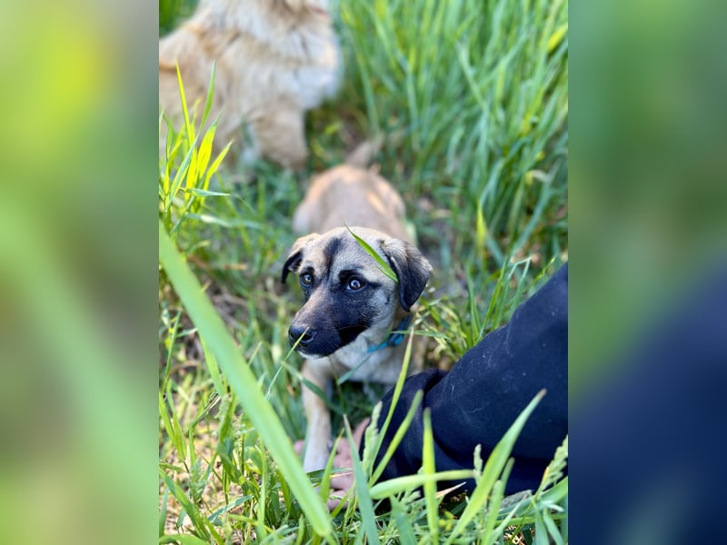 Pippa Kleine Schmusemaus sucht ihr Glück