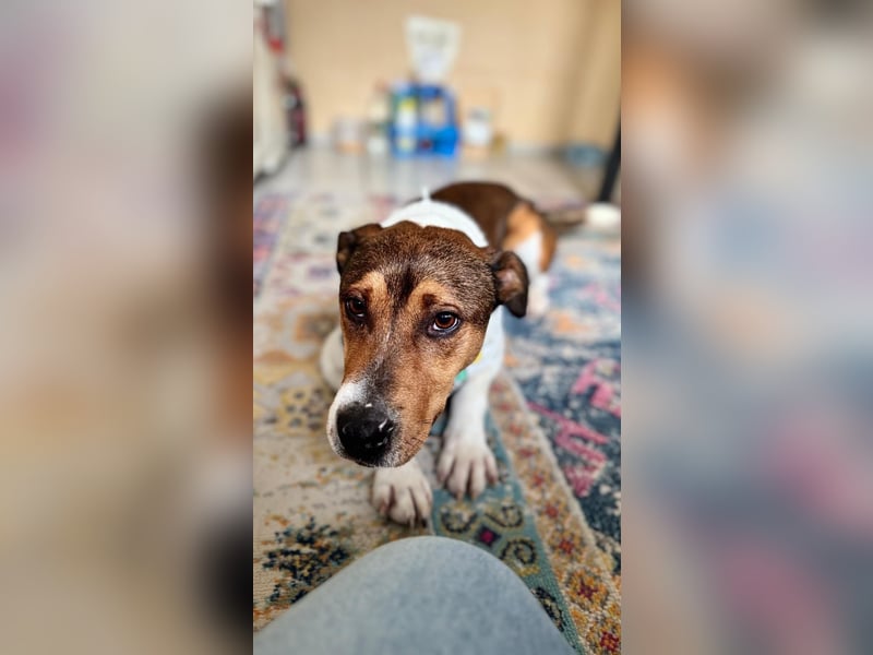 Beens- lieber kleiner Rüde sucht sein Zuhause