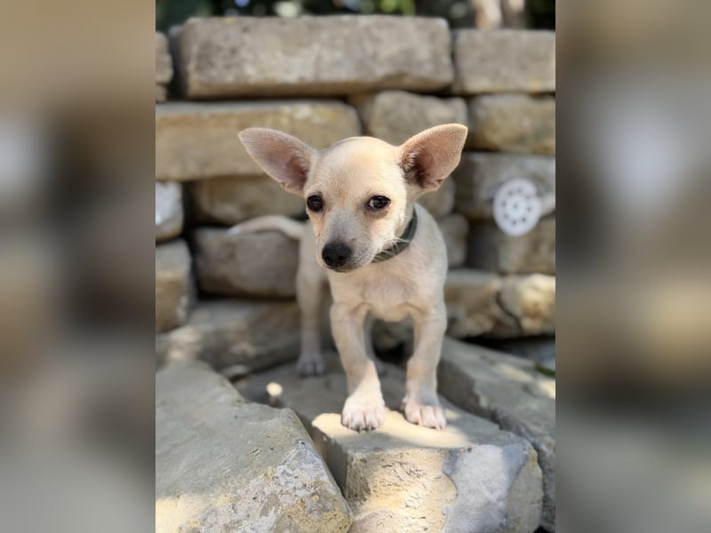 Peanut (Pepsi) Kleiner Peanut sucht großes Familienglück