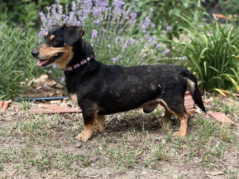 Artin Kleiner Herzenshund sucht sein großes Glück