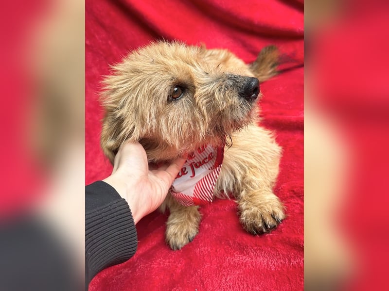 Lino - Sanfter kleiner Begleiter sucht Neuanfang