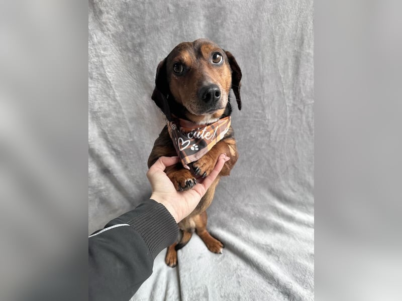 Robin - kleiner Dackelmix mit sensiblem Herz sucht sein Zuhause