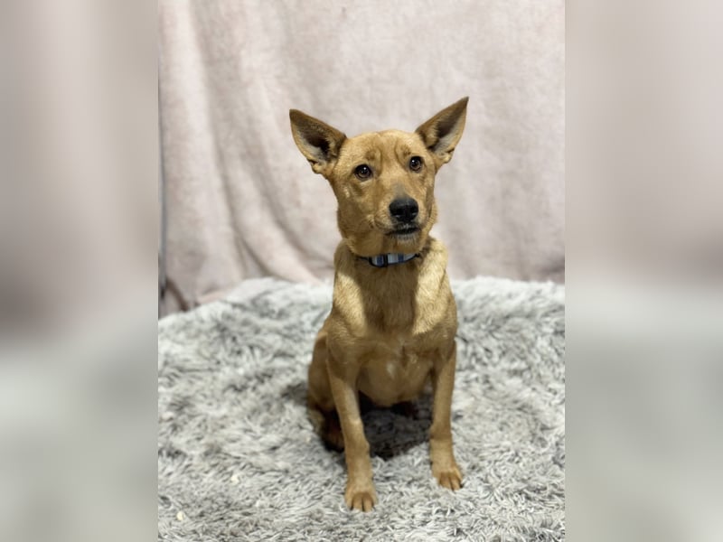 NAZYRA - Verschmuste, aktive Traumhündin