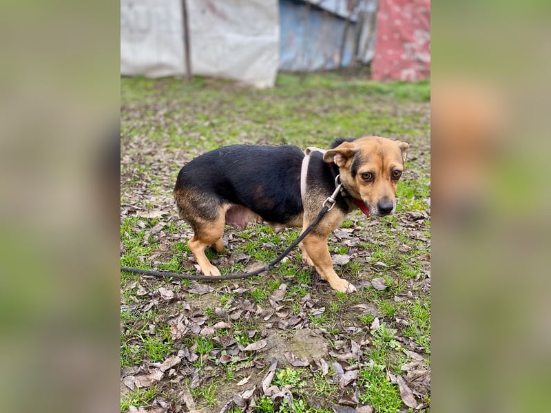 Adel - Sanfte Mischlingshündin sucht ihr Für-Immer-Zuhause