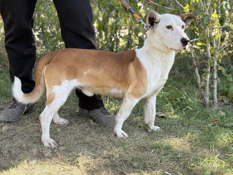 Arminka -Sensibler Begleiter mit großem Herz