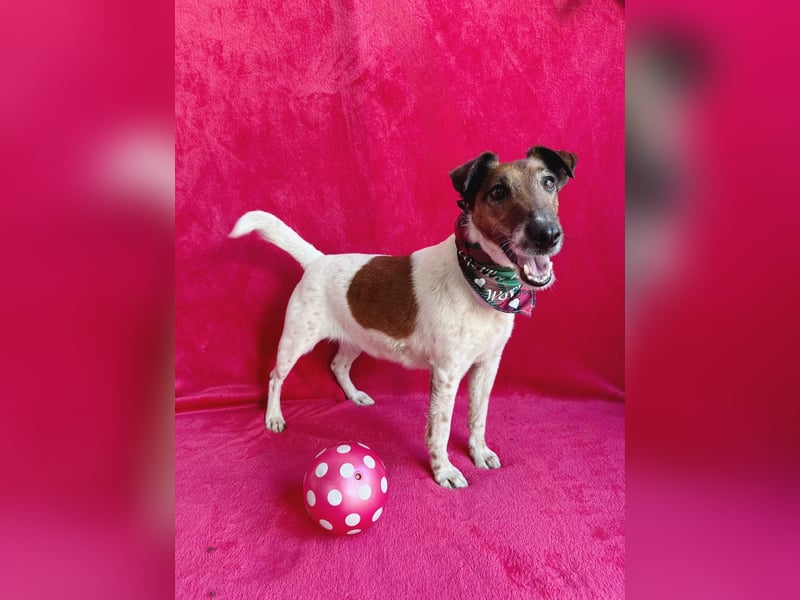 Roxi - Charmante Hundedame sucht ein liebevolles Zuhause!