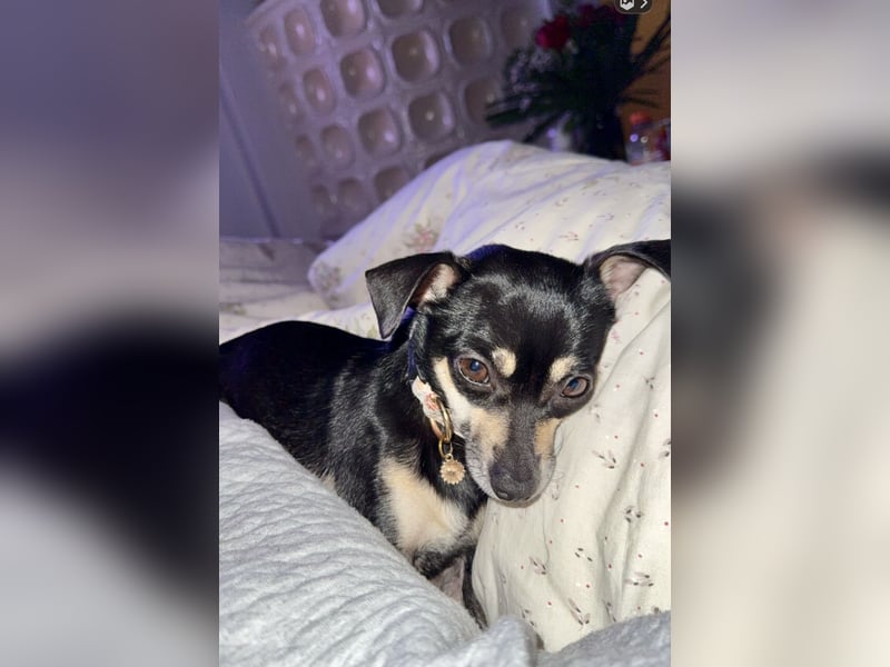 Tammy - Fröhliche kleine Hündin sucht Zuhause