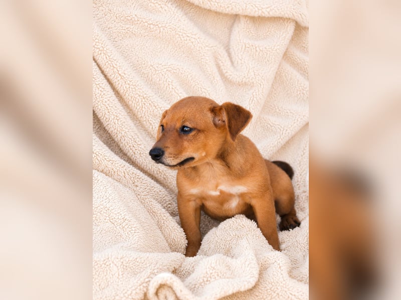 Piccolo - fröhlicher Schatz sucht sein Für-immer-Zuhause
