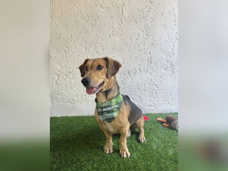 Sebestyen -Freundlicher Begleiter sucht seine Menschen!