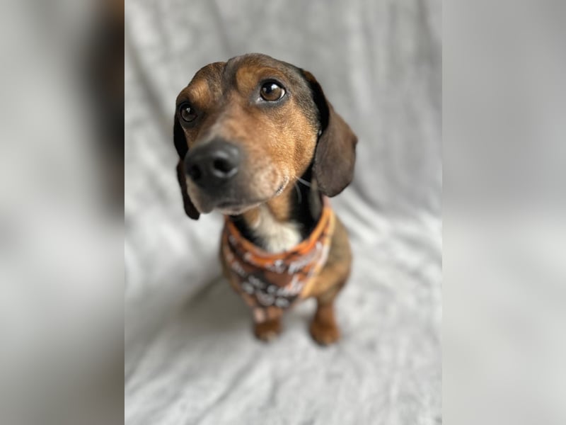 Robin - kleiner Dackelmix mit sensiblem Herz sucht sein Zuhause