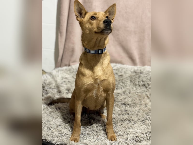 NAZYRA - Verschmuste, aktive Traumhündin