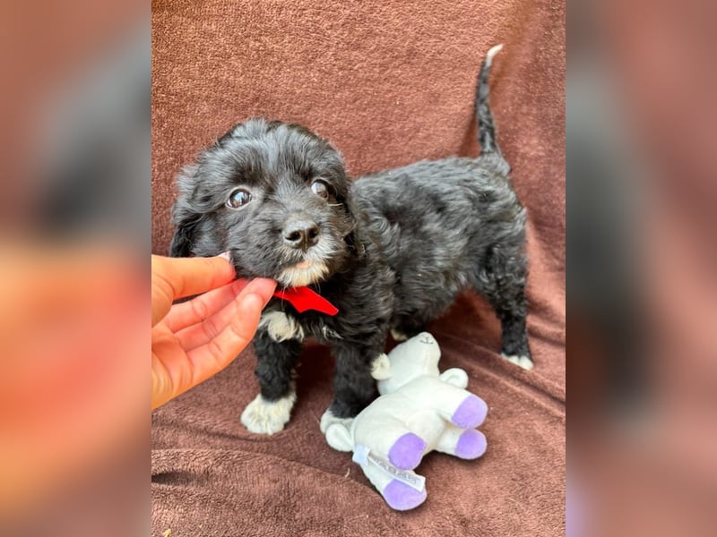 Misty - Fröhliche Misty sucht aktive Menschen fürs gemeinsame Abenteuer