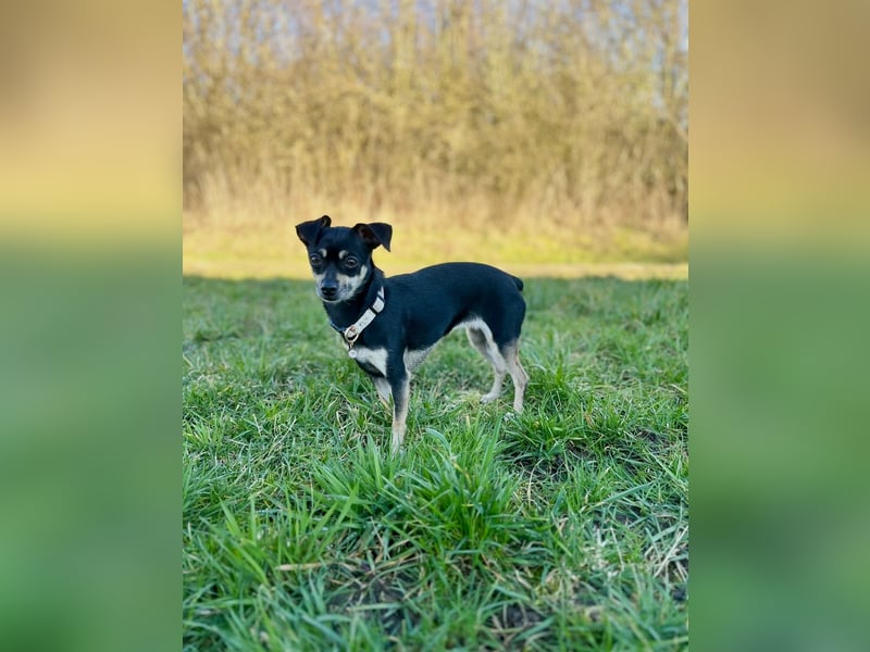 Tammy - Fröhliche kleine Hündin sucht Zuhause