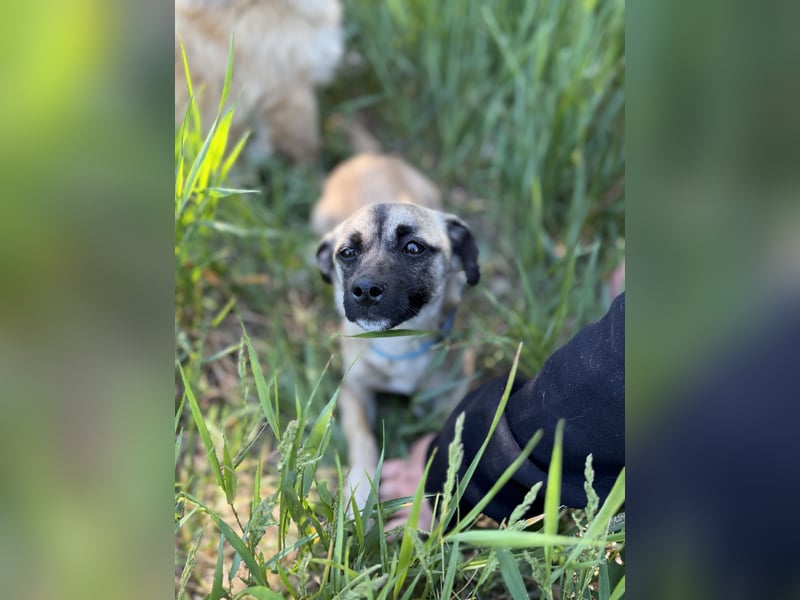 Pippa Kleine Schmusemaus sucht ihr Glück
