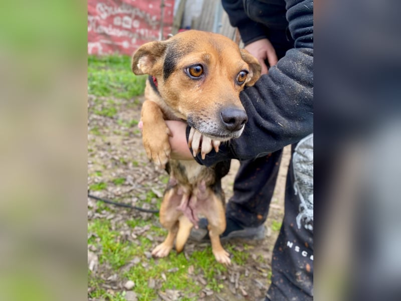 Adel - Sanfte Mischlingshündin sucht ihr Für-Immer-Zuhause