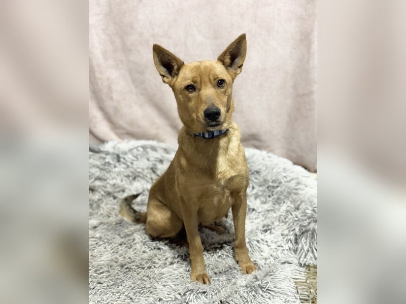 NAZYRA - Verschmuste, aktive Traumhündin