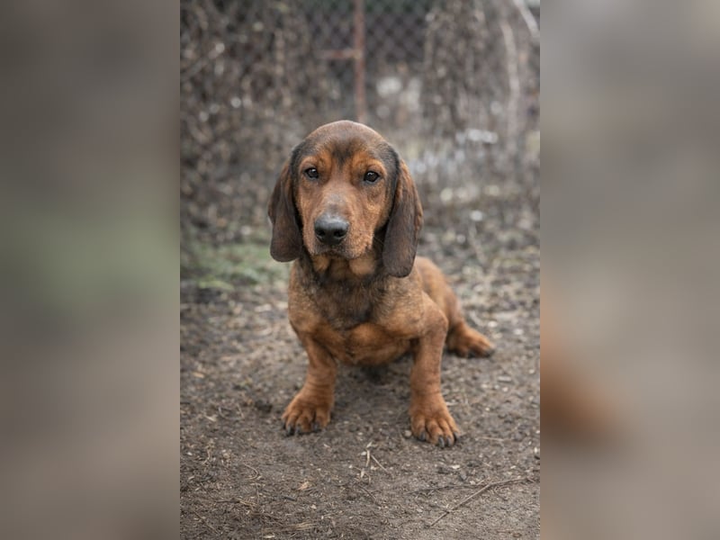Louis - Liebevolle Hundeseele sucht ein Für-Immer-Körbchen!