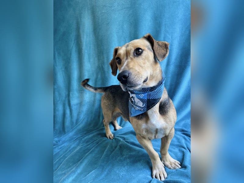 Sebestyen -Freundlicher Begleiter sucht seine Menschen!