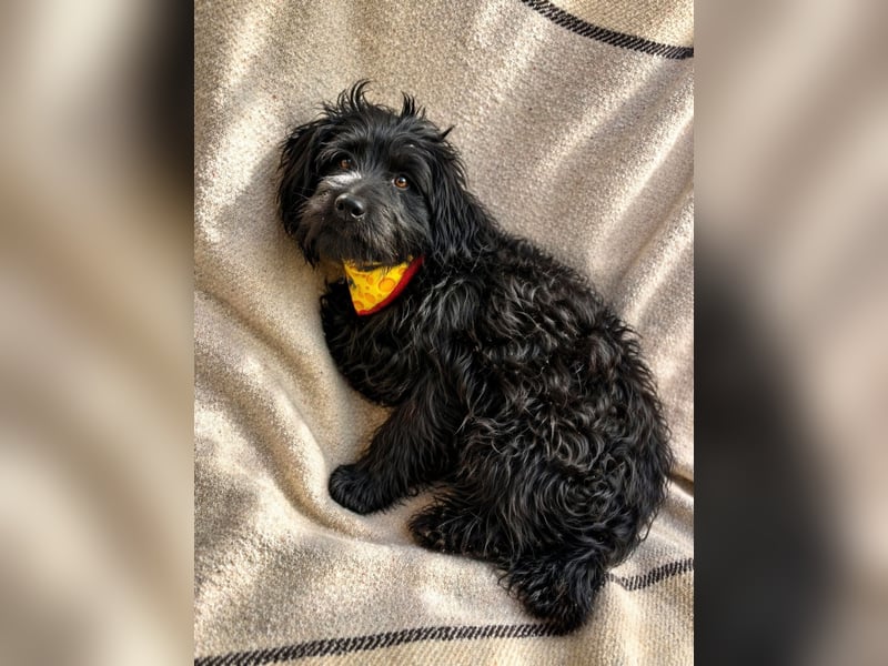 Bozont - Sanfter Schatz sucht geduldiges Zuhause *bald in 71711 Murrr*