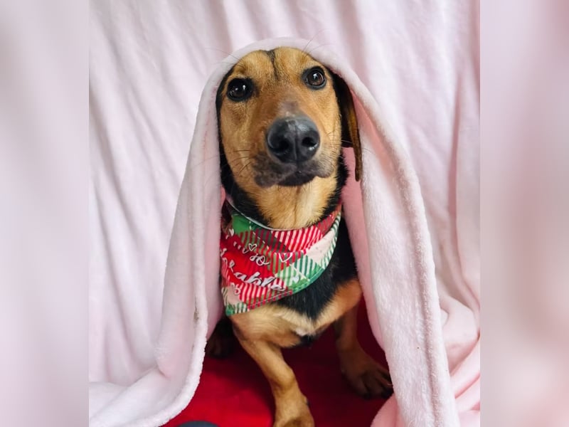 Oszvald - Liebevolle Seele sucht sein Happy End!