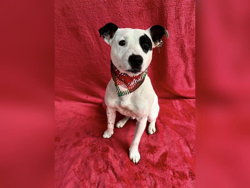 Dylen - fröhlicher kleiner Wirbelwind auf der Suche nach seinem Zuhause