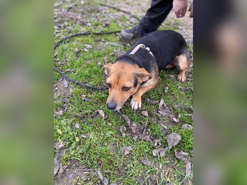 Adel - Sanfte Mischlingshündin sucht ihr Für-Immer-Zuhause