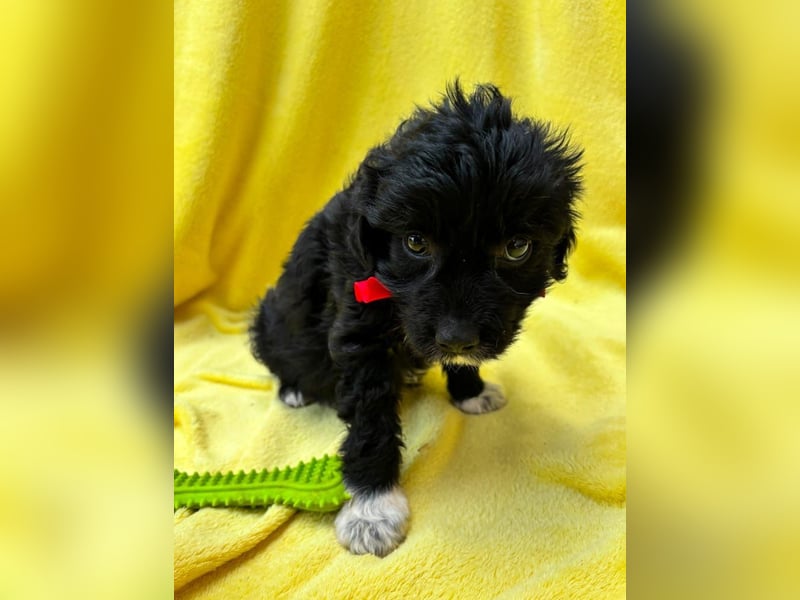 Misty - Fröhliche Misty sucht aktive Menschen fürs gemeinsame Abenteuer
